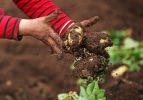 Patates hasadı başladı