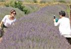'Mor tarlalar' turizme renk katıyor