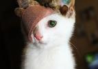 4 kulaklı ve tek gözlü kedi ülkede gündem oldu