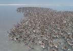 Tuz Gölü'nde hayran bırakan Flamingo şöleni