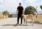 Fikret Orman'ın Kangal köpeği sevgisi