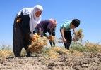 'Ağın leblebisi'nin lezzet yolculuğu