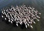 Van G&ouml;l&uuml;'ndeki flamingoların Afrika g&ouml;&ccedil;&uuml; başladı