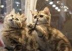 Fuara 2 bin kedi katıldı
