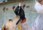 İran'da köpekler Kovid-19'u teşhis etmek için eğitildi