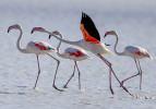 Flamingoların Yarışlı G&ouml;l&uuml;'ndeki g&ouml;rsel ş&ouml;leni ilgi &ccedil;ekiyor