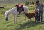 Danayı emziren at, g&ouml;renleri şaşırtıyor!