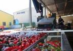 Hollandalılar Kulaca salçasından vazgeçmiyor