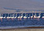  Van Gölü binlerce flamingoya ev sahipliği yapıyor