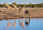 Afrika'nın en önemli yaban hayatı merkezi: Etosha Ulusal Park