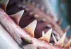 Jaws filminde kullanılan dev köpekbalığı yenilendi