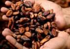 Kakaonun mucizevi faydaları! Damarları temizliyor, stresi azaltıyor