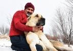 'Kangal k&ouml;pekleri, kurtlara i&ccedil;g&uuml;d&uuml;sel korku salıyor'