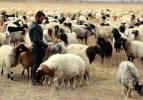 Norduz koyunu sadece Van'da yetiştiriliyor