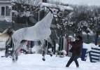  Uludağ'da atların kar banyosu keyfi