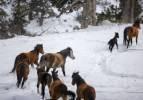 Toroslar'da yabani at pop&uuml;lasyonu artıyor