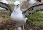 D&uuml;nyanın en yaşlı albatros kuşu 40&rsquo;ıncı yavrusunu d&uuml;nyaya getirdi