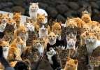 Japonya'daki kedi adası: Aoshima