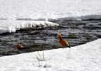 Karlar erimeye başlayınca yaban hayatı renklendi
