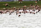 Başkentin Flamingoları hayran bıraktı