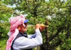 Kuşlar aç kalmasın, diye dağ tepe dolaşıp ağaçları aşılıyor