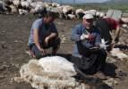 Gaziantepli besicilerin koyun kırkma mesaisi
