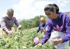 Burdur'da hobi olarak g&uuml;l yetiştiriyordu, yağının gramını 100 liradan satıyor!