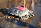 Tedavileri tamamlanan caretta carettalar denize bırakıldı