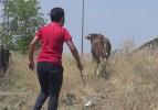 Aksiyon filmlerini aratmayan kovalamaca! Kurbanlıklar kaçtı sahipleri kovaladı