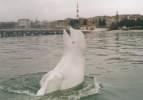 Rusya ile Türkiye arasında krize neden olan 'Balina Aydın' ile ilgili çarpıcı iddia!