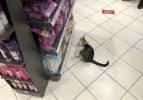 Zorla mama aldıran 'dilenci kedi' sosyal medyayı salladı!