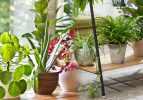 Evin havasını temizleyen bitkiler nelerdir? Evde hangi çiçekler faydalı?
