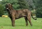 Bu köpek ırklarına sahip olanlar dikkat! Mikroçip taktırmamanın cezası 11 bin TL