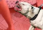 Pitbulllar nasıl bu hale geldi! İngilizler canavarlaştırmış