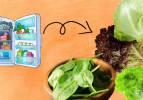 Yeşillikler buzdolabında nasıl saklanmalı? Yeşillikler yıkandıktan sonra nasıl saklanır