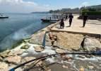 Marmara denizinde çıkan beyaz sıvı korkuttu! İnceleme başlatıldı... 