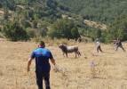 Kurbanda kaçan dana 26 gün sonra yakalandı