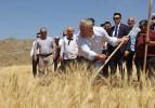 Sivas'ta "Habeş buğdayının" hasadına başlandı