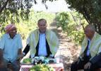 Erdoğan Manisa'da üzüm topladı, vatandaşlarla muhabbet etti