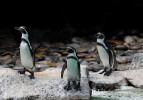 Guatemala'daki La Aurora Hayvanat Bahçesi'nde Humboldt penguini doğdu