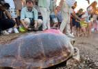  Caretta caretta 'Lara Barış'ın 600 kilometrelik yolculuğunu 29 bin kişi görüntüledi