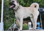 Kangal köpekleri, kış için 'sütlü tahıl' ile besleniyor