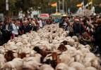Madrid'i koyunlar bastı! Tursitleri şaşırtan görüntü