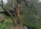 Depremde zeytin ağacının ikiye bölünmesinin nedeni fay hattı değilmiş!