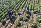 Tarlada 4, markette 15 lira