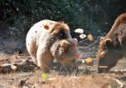 Kış uykusundan uyanan ayılar i&ccedil;in barınağa &lsquo;&ouml;zel fırın&rsquo;