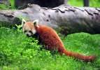 Macaristan'dan Bursa'ya kızıl panda getirildi
