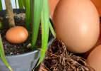 Toprağın içine yumurta konulursa ne olur? Sonuç inanılmaz