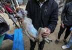 İsrail saldırıları Gazze'deki hayvanat bahçesini de vurdu! Hayvanlar açlıktan ölüyor
