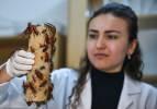 Araştırma korkularının önüne geçiyor! Rögardan hamam böceği topluyorlar...